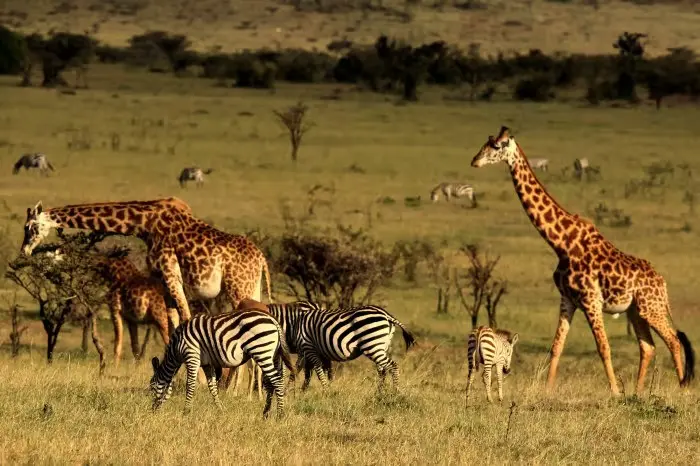 safari2-ezgif.com-avif-to-jpg-converter.webp