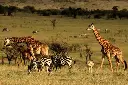 safari2-ezgif.com-avif-to-jpg-converter.webp