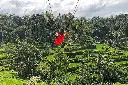 Nusa Dua Nirvanae.webp