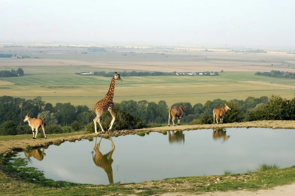 PortLympne image1.webp
