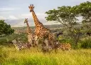 South Africa Zulu Nyala Safari Six Nights For Two People