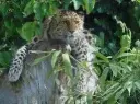 Overnight Stay for 2 Adults in the Bubble at Leopard Creek Wildlife Reserve - Kent