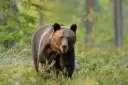 Bucket List Bear Watching Escape To Carpathia, Romania For 4 People + Dracula’s Castle & More!